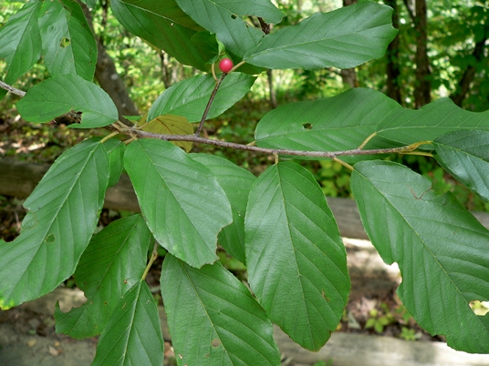 {Frangula caroliniana}